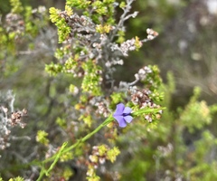 Psoralea