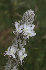 Asphodeline