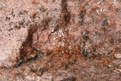 Pheidole hyatti