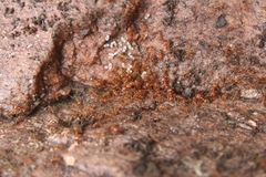 Pheidole hyatti