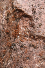 Pheidole hyatti