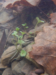 Glechoma hederacea