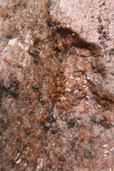 Pheidole hyatti
