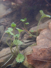 Glechoma hederacea