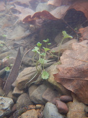 Glechoma hederacea