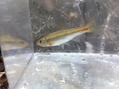 Clinostomus funduloides