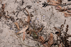 Wahlenbergia gracilenta