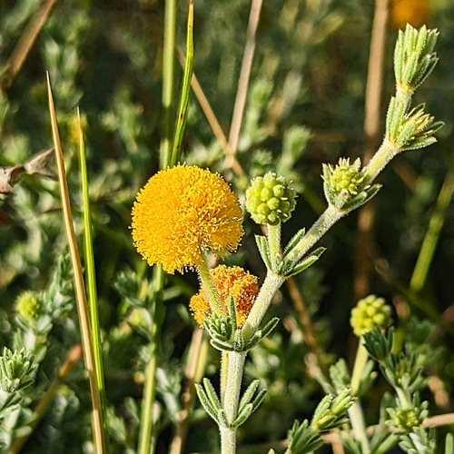 Image of Acacia adoxa by (c) Michael Somerville, some rights reserved (CC BY-SA)