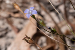Wahlenbergia gracilenta