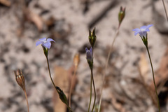 Wahlenbergia gracilenta