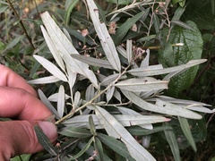Olearia phlogopappa