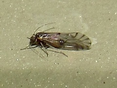 Lachesilla
