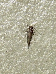 Lachesilla