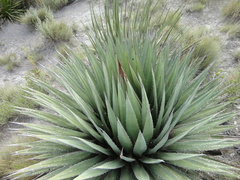Agave horrida perotensis