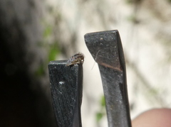 Entomobryidae