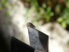 Entomobryidae