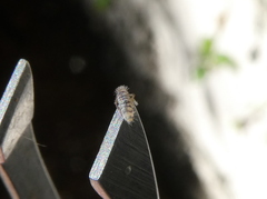 Entomobryidae