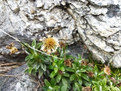 Celmisia angustifolia