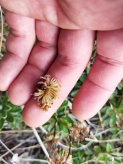 Celmisia angustifolia