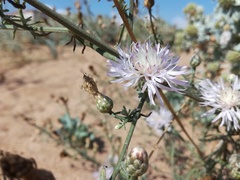 Centaurea odessana