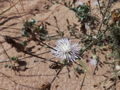 Centaurea odessana