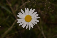 Leucanthemum vulgare