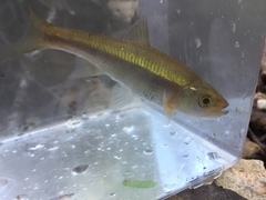 Clinostomus funduloides