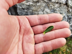 Celmisia angustifolia