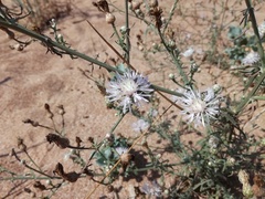 Centaurea odessana