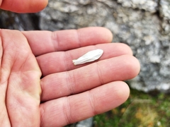 Celmisia angustifolia