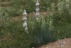 Asphodeline
