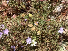 Limonium scabrum