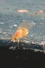 Minettia inusta