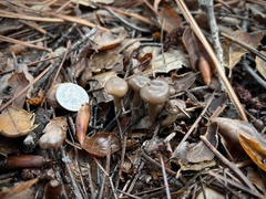 Lyophyllaceae