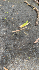 Archimantis latistyla