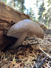 Pluteus brunneidiscus