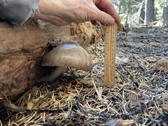 Pluteus brunneidiscus