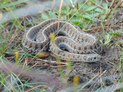 Thamnophis scaliger