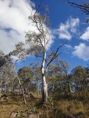 Eucalyptus pauciflora pauciflora