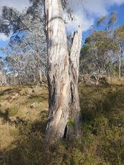 Eucalyptus pauciflora pauciflora