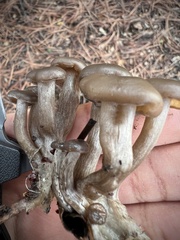 Lyophyllaceae