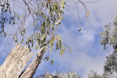 Eucalyptus pauciflora pauciflora