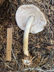 Pluteus brunneidiscus