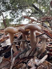 Lyophyllaceae
