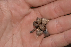 Eucalyptus pauciflora pauciflora