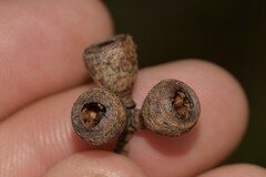 Eucalyptus pauciflora pauciflora