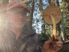 Pluteus brunneidiscus