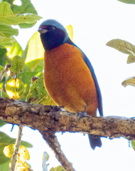 Chlorophonia elegantissima
