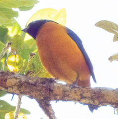 Chlorophonia elegantissima