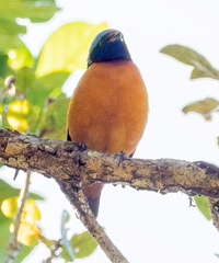 Chlorophonia elegantissima